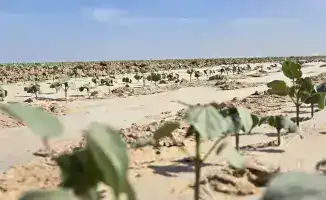 Казахстан запускает международный кластер по переработке хлопка в Туркестанской области