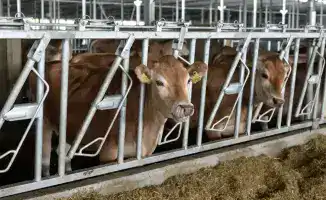 Инвестиции в 200 млрд тенге: последствия для развития животноводства до 2030 года