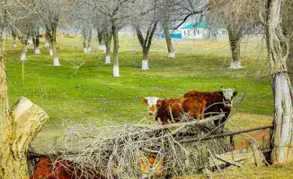 Поголовье скота в Актюбинской области выросло на 7% благодаря господдержке