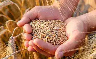 Рост экспорта зерна из Казахстана: влияние на экономику и сельское хозяйство страны