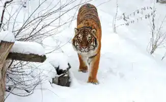 Тигры в Казахстане: соседство с хищниками или шанс на выживание?