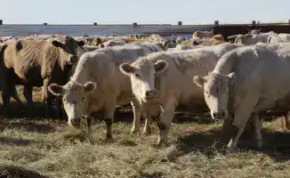 Карагандинские фермеры готовы к зимовке скота