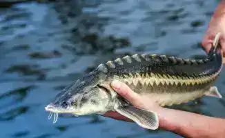 Упрощение доступа к субсидиям откроет новые горизонты для малых рыбоводческих предприятий