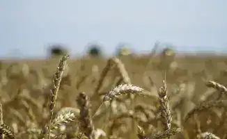 Зерновая река: правительство направляет 7 млрд тенге на поддержку экспорта