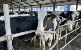 Инвестиции в молочное производство Костанайской области способствуют устойчивому развитию сельского хозяйства.