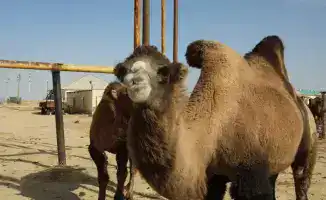 Сельскохозяйственный урожай Мангистау: 38 млрд тенге — плоды роста и инвестиционных надежд