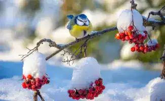 Снег и метели ожидают Казахстан: готовьтесь к холодам