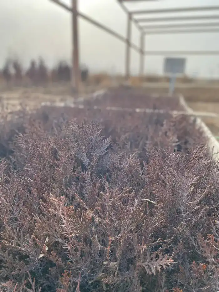 Улучшение лесного хозяйства в Туркестанской области: внимание к питомникам и качеству саженцев Астане