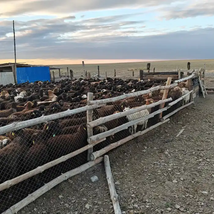 В Аксуатском районе ведется строительство нескольких объектов предпринимательства (4)