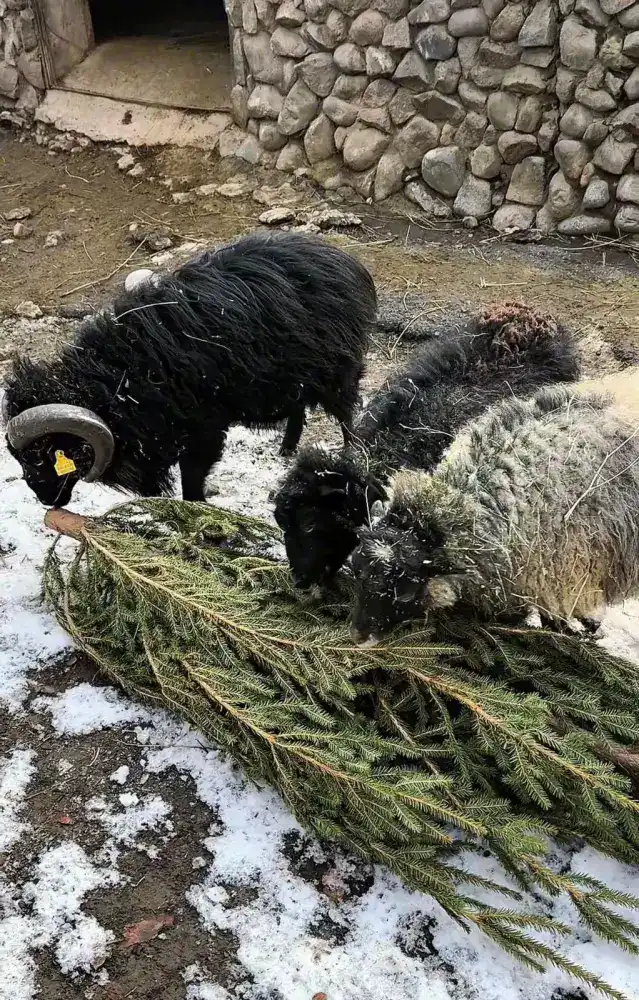 Более 50 алматинцев приняли участие в акции «Сдай ёлку» в зоопарке (4)