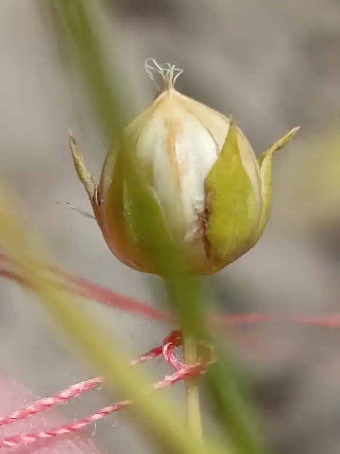 Казахстан внедряет ускоренную селекцию льна с помощью технологии SPEED BREEDING для повышения урожайности Астане
