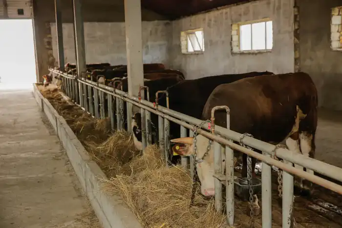 Поддержка от государства: 232 хозяйства взяли курс на рост поголовья скота Астане