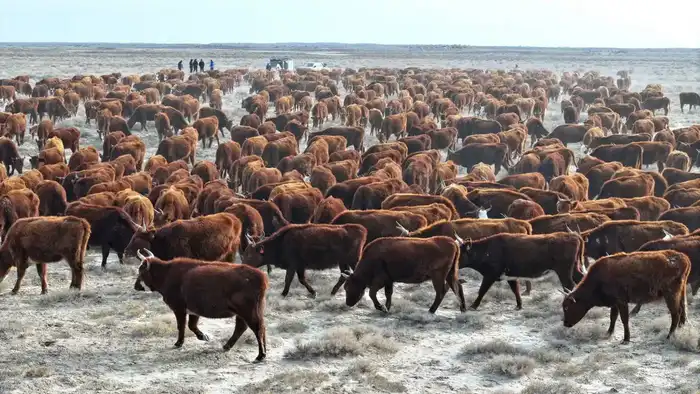 В Сузакском районе Туркестанской области увеличивается поголовье племенного крупного рогатого скота калмыцкой породы Астане