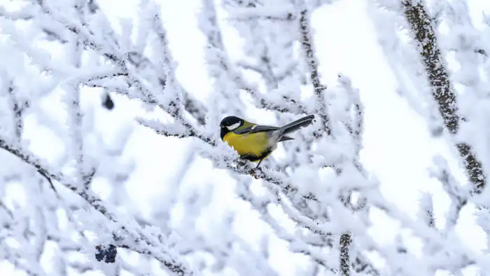 Казахстан готовится к 38-градусным морозам: возможные последствия для населения и инфраструктуры Астане