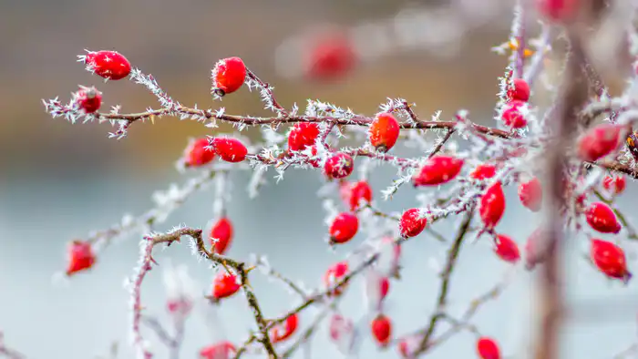 Казахстан готовится к сильным морозам: температура опустится до -38°C Астане