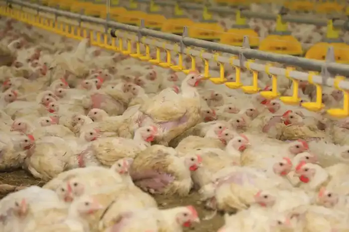 В Карагандинской области появился новый птичник с искусственным интеллектом (4)