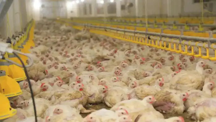 Новый птичник с искусственным интеллектом открыт на птицефабрике "Акнар" в Карагандинской области Астане
