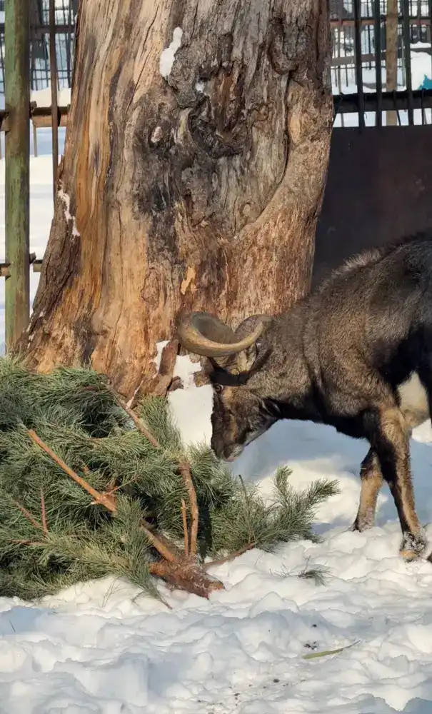 Алматинцы сдали ёлки для животных зоопарка Астане