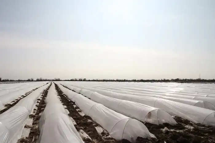 В ТУРКЕСТАНСКОЙ ОБЛАСТИ НАЧАЛАСЬ ПОСАДКА РАННИХ ОВОЩНЫХ КУЛЬТУР (5)