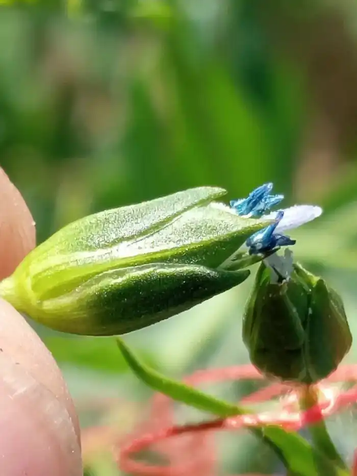 В Казахстане впервые ускорили селекцию льна: до четырёх поколений в год (2)