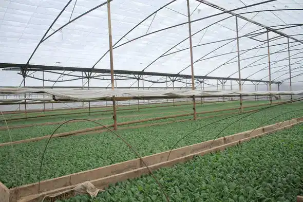 В Мактааральском районе началась посадка ранних овощных культур на 60,3 тыс. га Астане