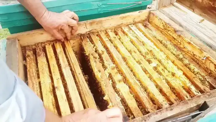 В Кыргызстане пресечен незаконный транзит меда в Россию без необходимых документов Астане