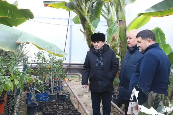 В САРЫАГАШСКОМ РАЙОНЕ ВЫРАЩИВАЮТ ВСЕМИРНО ИЗВЕСТНЫЙ СОРТ БАНАНОВ «КАВЕНДИШ» (2)