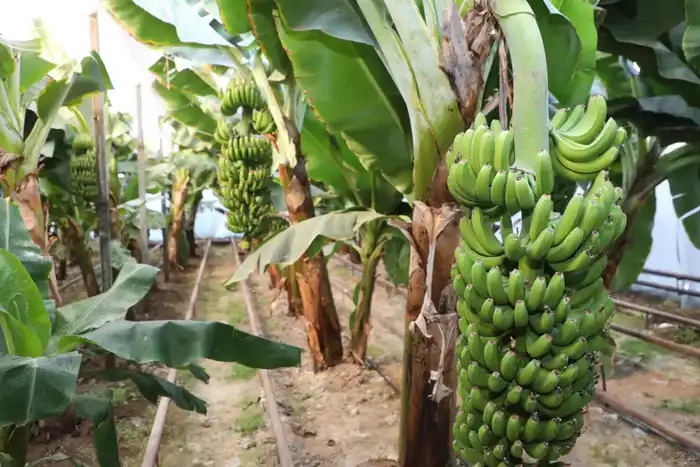 Культивирование бананов «Кавендиш» в Сарыагашском районе: международный опыт адаптации экзотических растений Астане