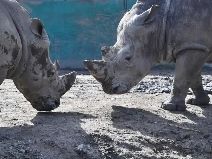 Алматинский зоологический парк объявляет акцию по приёму использованных новогодних ёлок (2)