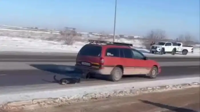 Полиция Астаны отреагировала на инцидент с собакой, привязанной к автомобилю: возможные последствия для владельца и общественное осуждение Астане