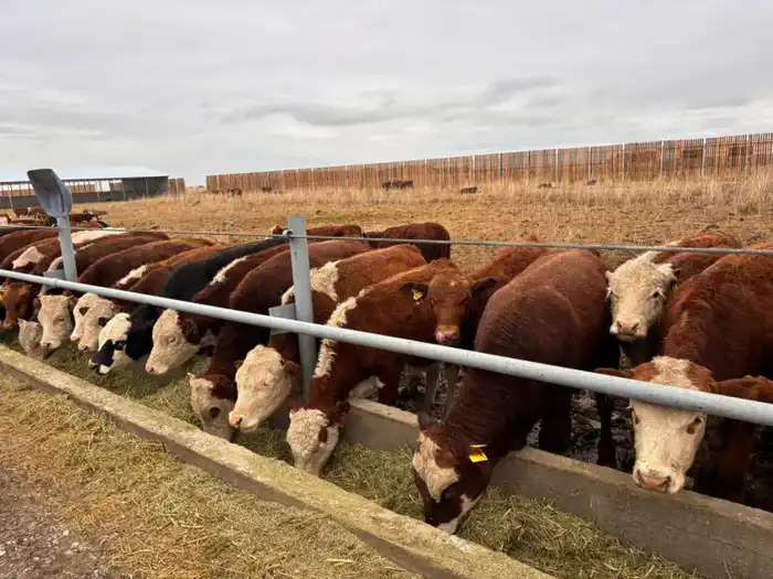 Создание Союза животноводов в Казахстане: новые возможности для фермеров и развитие кооперации Астане