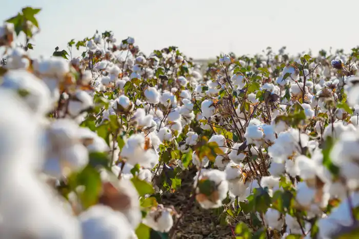 Туркестанская область: Водосберегающие технологии обеспечивают процветание сельского хозяйства Астане