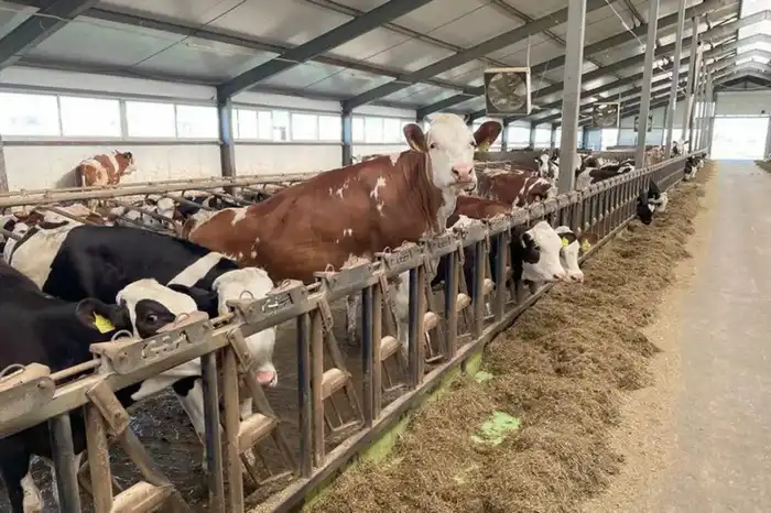 Новая ферма на 1200 голов в Алматинской области Астане