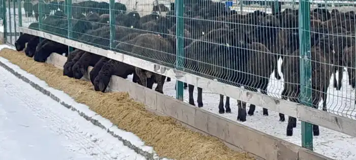 Едильбайская порода овец: новый стандарт мясной продуктивности в Казахстане и его влияние на рынок Астане