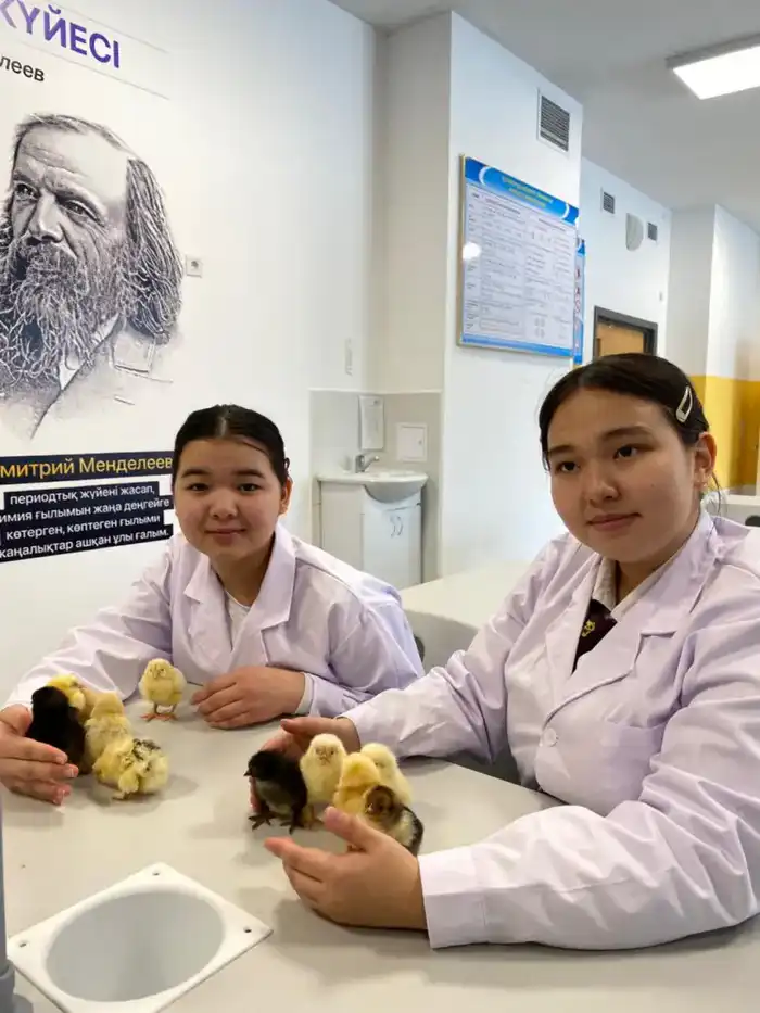 В Астане школьники самостоятельно вывели цыплят из инкубатора Астане