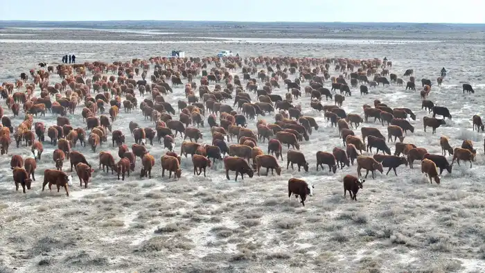 ТУРКЕСТАН: В СУЗАКСКОМ РАЙОНЕ РАСТЕТ ПОГОЛОВЬЕ ПЛЕМЕННОГО КРУПНОГО РОГАТОГО СКОТА (2)