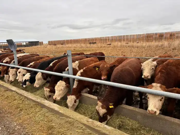 Развитие предпринимательства в Аксуатском районе: новые объекты создают рабочие места и стимулируют экономику Астане