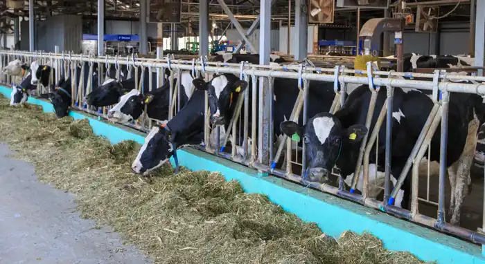 Итоги года в области Жетісу: объем производства мяса вырос на 4,6%, а молока – на 4,4% (8)