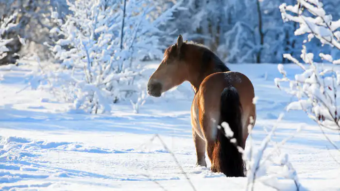Казахстан в снежном плену: морозы до -35 и метель, как белый вихрь, накроют страну с 22 по 24 января Астане