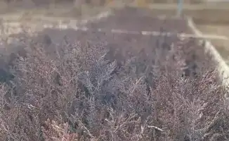 Улучшение лесного хозяйства в Туркестанской области: внимание к питомникам и качеству саженцев