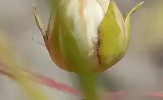 Казахстан внедряет ускоренную селекцию льна с помощью технологии SPEED BREEDING для повышения урожайности