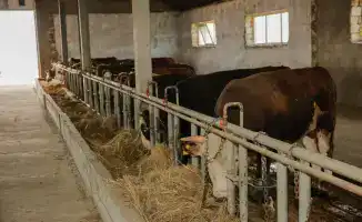 Поддержка от государства: 232 хозяйства взяли курс на рост поголовья скота