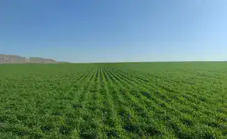 Восточно-Казахстанская область: агросектор на пути к процветанию через стратегию роста