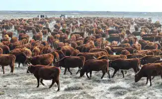 В Сузакском районе Туркестанской области увеличивается поголовье племенного крупного рогатого скота калмыцкой породы