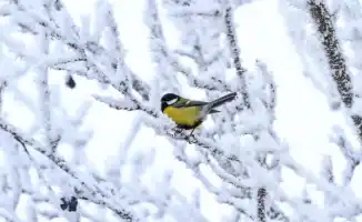 Казахстан готовится к 38-градусным морозам: возможные последствия для населения и инфраструктуры
