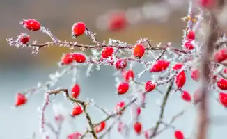 Казахстан готовится к сильным морозам: температура опустится до -38°C