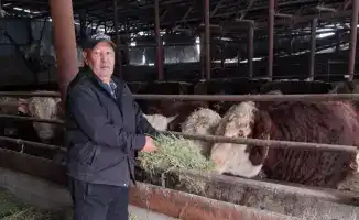 От бычков до рынков: фермерская история успеха