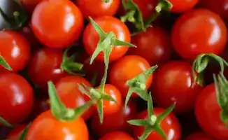 Зараженные семена томатов: вирус в аэропорту Астаны!