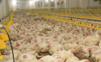 Новый птичник с искусственным интеллектом открыт на птицефабрике "Акнар" в Карагандинской области