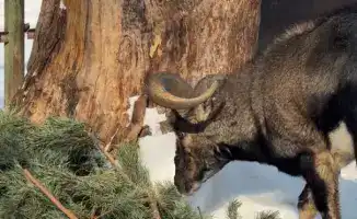 Алматинцы сдали ёлки для животных зоопарка